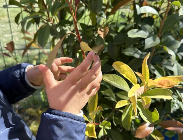Micro-crèche Les Jardins d&rsquo;Irisia – Les Pins à Bouc-Bel-Air